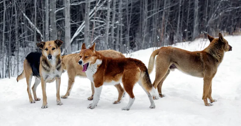 В Татарстане мужчина лишился части ноги из за нападения собак