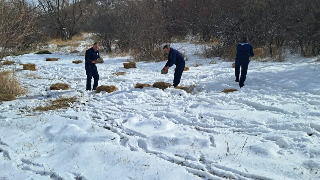 Ordubad rayonunun dağlıq ərazisində biotexniki tədbir keçirilib