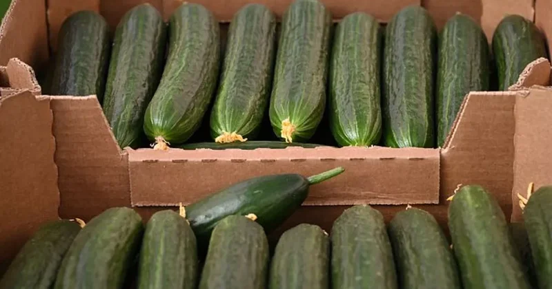 Торговые сети в России начали ограничивать продажу огурцов в одни руки