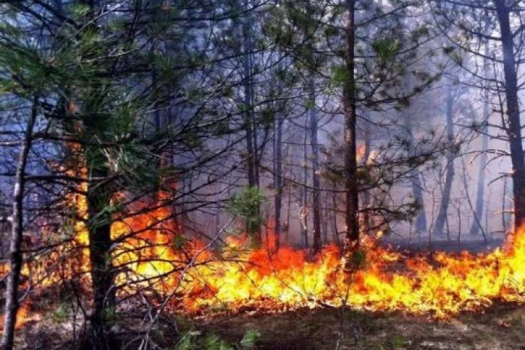 Ağdərədə yanğın oldu, 40 ağac yandı