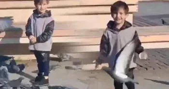 Göyərçinləri yemləyən 4 yaşlı uşaq həyatını itirdi