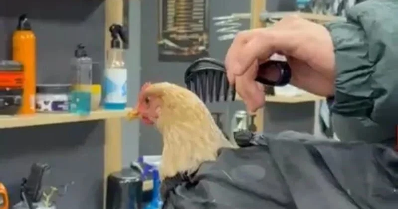 Bərbərin toyuğu qırxması gündəm oldu "Bayrama hazırdır" FOTO