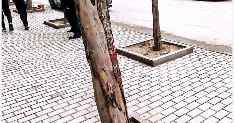 Nərimanovda ağacların kəsilməsinə rəsmi REAKSİYA FOTOLAR