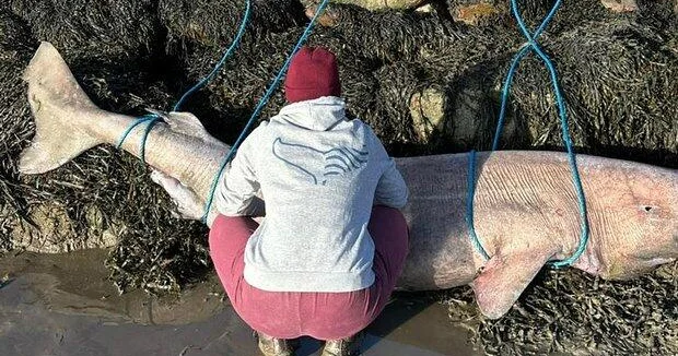 Тушу редчайшего 150 летнего животного вынесло на берег ФОТО