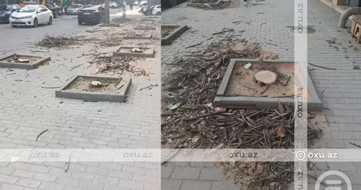 Nərimanovda ağaclar buna görə kəsilib SƏBƏBİ AÇIQLANDI VİDEO