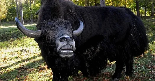 Zooparkda dişi öküzə yem vermək istəyən əcnəbi erkəyin qəzəbinə tuş gəldi