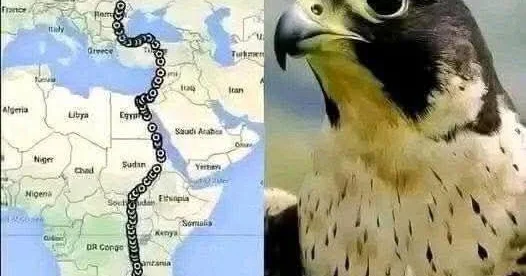Bir şahin, iki qitə, 42 gün Dünya bu hadisədən danışır