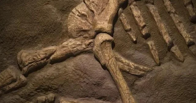 Hindistanda yeni yırtıcı dinozavr növünün qalıqları tapılıb