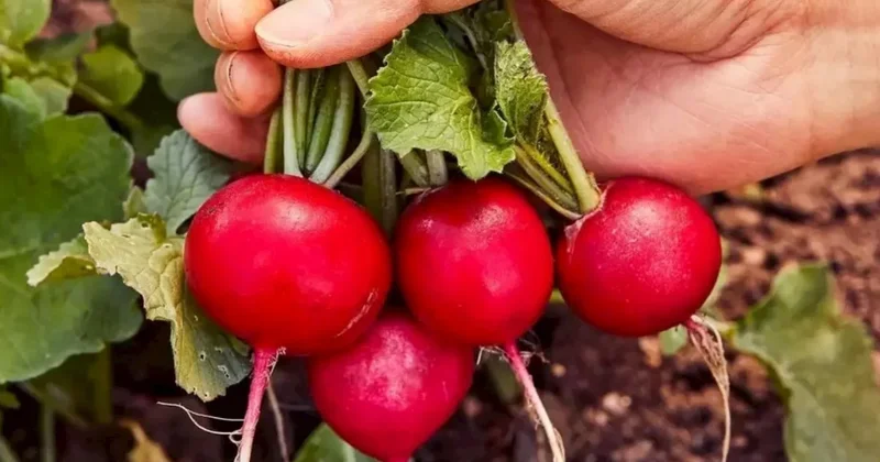 20 qəpiyə satılan bu tərəvəz ürəyi saat kimi işlədir