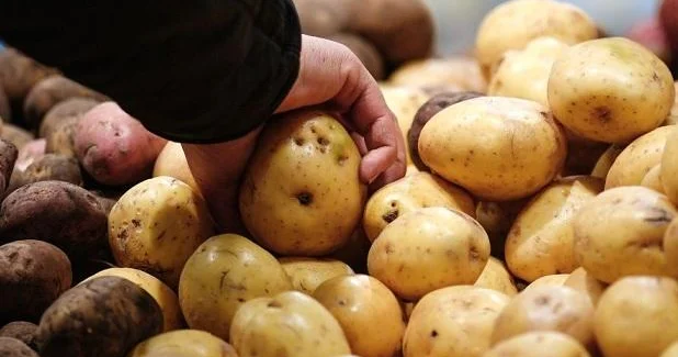 Rusiya Azərbaycanın 20 ton kartofunu ölkəyə buraxmadı