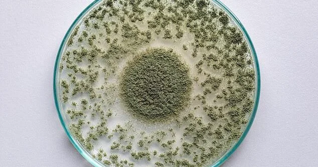 Ölümcül göbələk xəstəliyi sürətlə yayılır Orqanları içdən çürüdür
