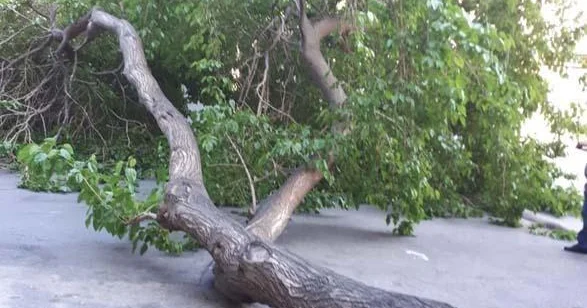 Gəncədə güclü külək ağacları aşırdı Foto