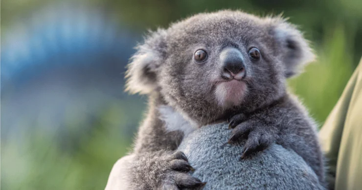 Koala niyə 20 saat yatır?