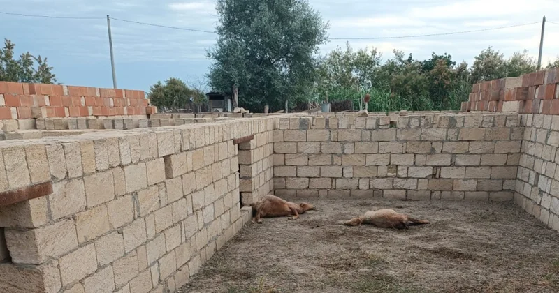 Sabirabadda canavarlar təsərrüfata hücum edib