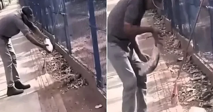 Kərtənkələ ona su verən kişinin barmağını qopardı VİDEO