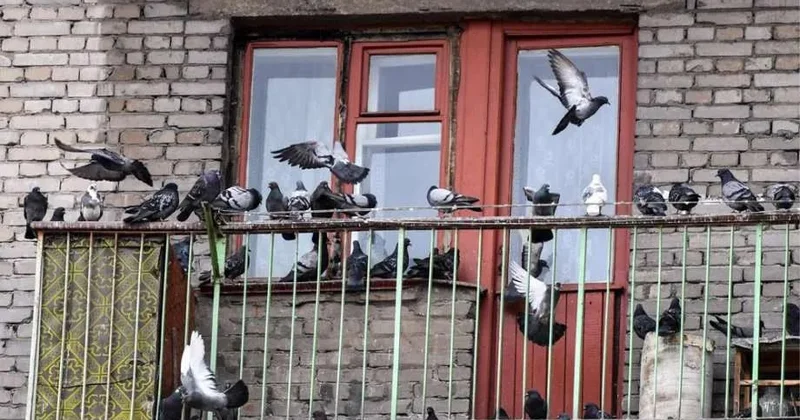 Quşları balkondan necə uzaqlaşdırmaq olar? Ən zərərsiz üsullar
