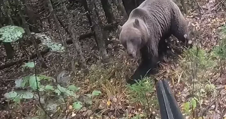 Rusiyada ayı balıqçını parçaladı