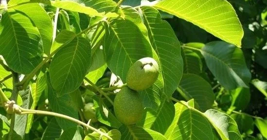 Ağac yarpaqları ilə müalicə Unudulan şəfa sirləri