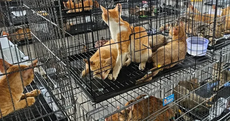 400 pişik kəsilməkdən son anda xilas edildi