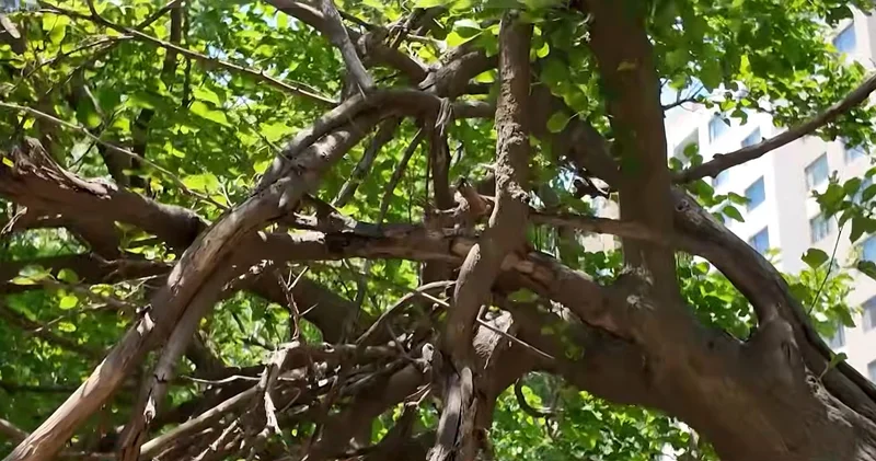 Narkomanlar basdırır, sonra... Qaraçuxurda əhali vahimə içindədir VİDEO
