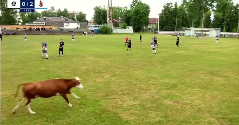 Матч в России был прерван из за появления коровы ВИДЕО