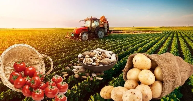 Azərbaycan fermerinin əsas ixrac istiqamətlərindən biri Rusiya bazarıdır İQTİSADÇI