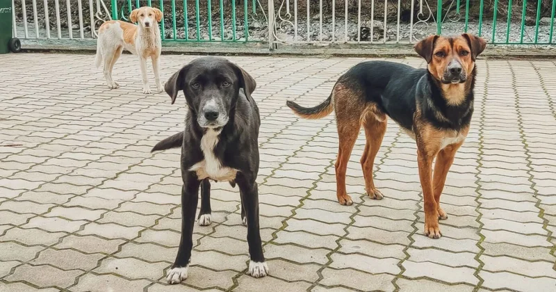 Чем опасно бешенство и что делать при укусе животных?