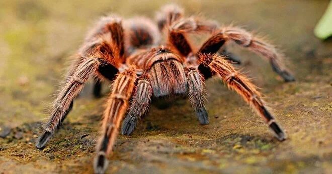 Peçenye qutusundan 1500 tarantula çıxdı Hava limanında şok hadisə