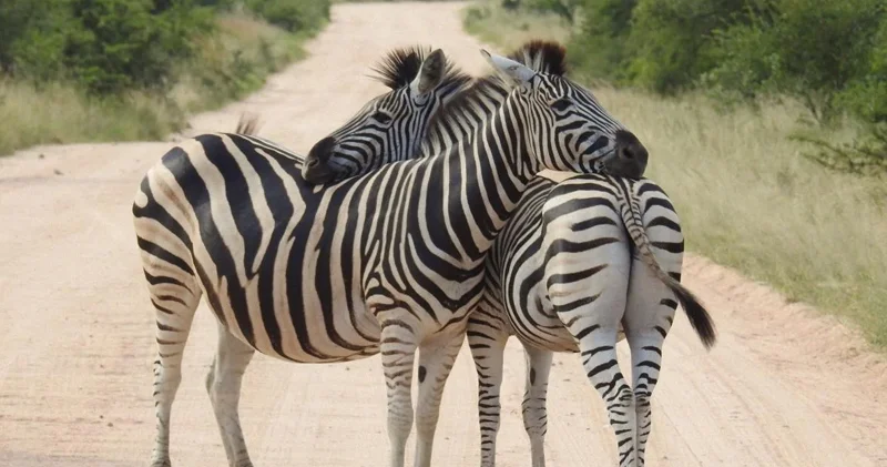 Zebra əslində hansı rəngdədir: Qara ağ, yoxsa ağ qara?