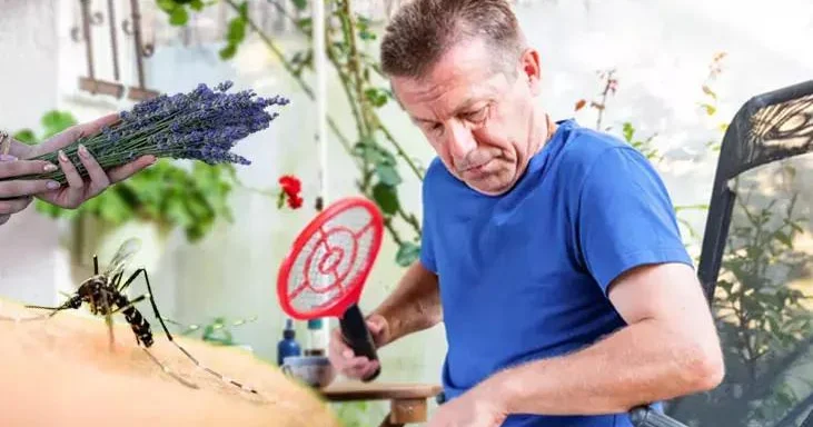 TƏBİİ TƏLƏ: Yayın kəşfi ağcaqanadların sonunu gətirəcək