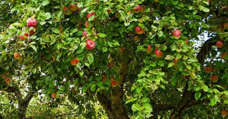 Macarıstan ciddi meyvə qıtlığı ilə üzləşib