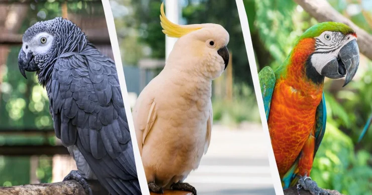 Papuqaylar insan kimi düşünə bilərlərmi?