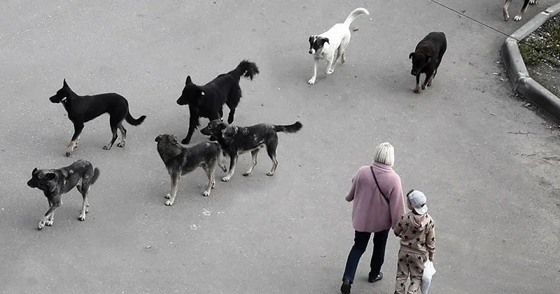 В Азербайджане участились нападения животных на людей