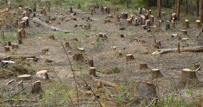 Canlı təbiətə qarşı terror