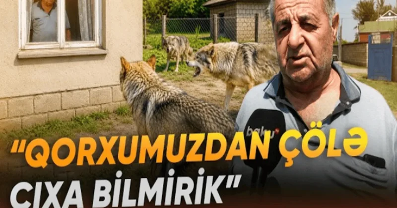 Bərdədə canavarların kəndə hücumları ciddi təşviş yaradıb VİDEO