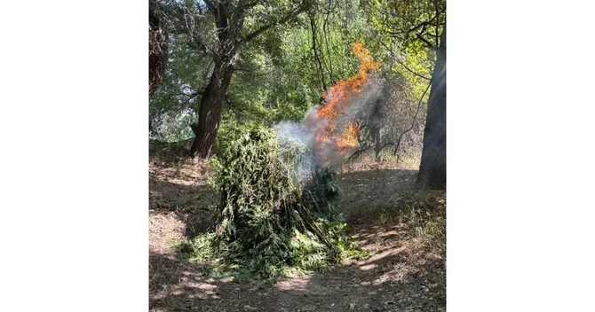 Zərdabda 1,4 ton narkotik bitki məhv edilib