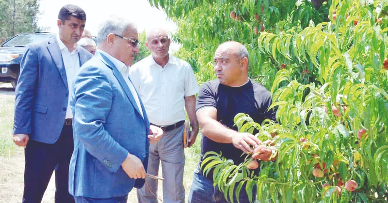 Tərtər fermerləri dövlət dəstəyini bolluğa çevirirlər