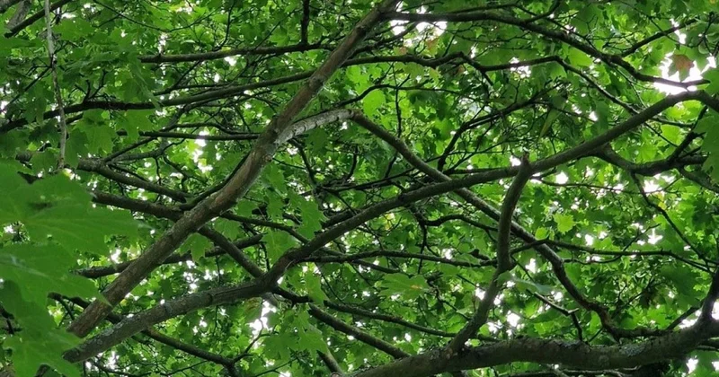 7 saniyədə tutuquşunu tapın Zəka testi