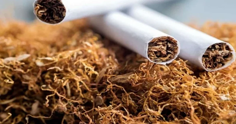 Azərbaycanda tütün istehsalı 57% ə yaxın azalıb
