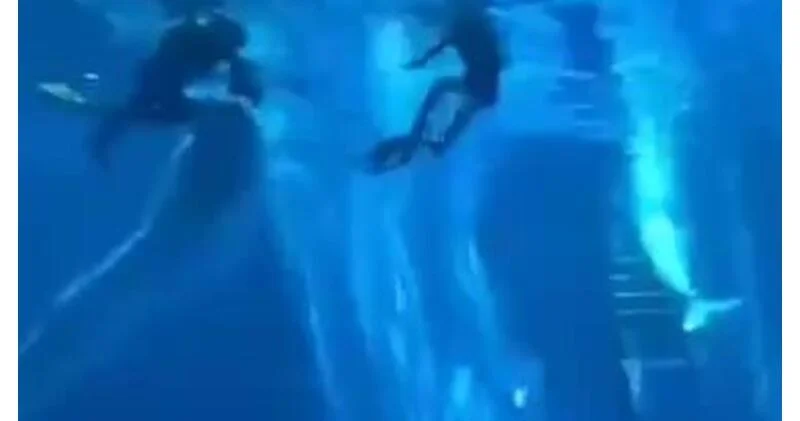 Белуха напала на дайверов на глазах туристов ВИДЕО