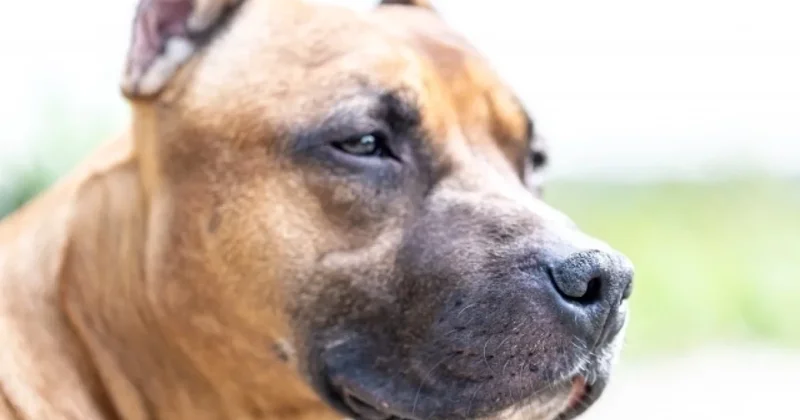 Amerikalının pitbul cinsindən olan itlərə sevgisi ona baha başa gəldi