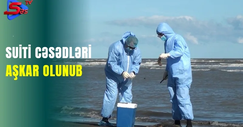 Suiti cəsədləri aşkar olunub