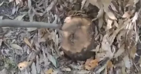 Yardımlıda ağaclar kəsildi Araşdırma başladı