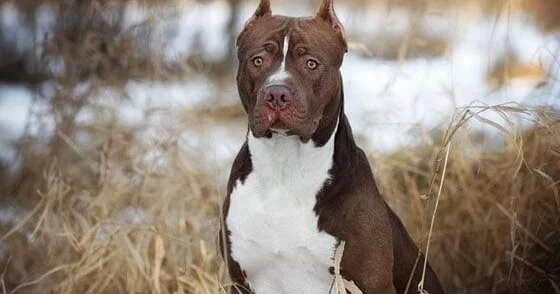 Pitbul sahibini parçalayıb öldürdü