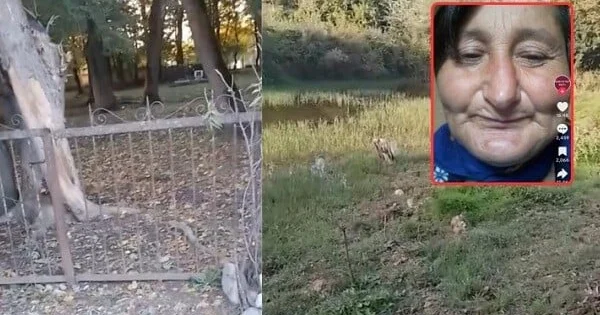 Qərənfil Seymurla evli olubmuş, ördəyi də pay veribmiş... Video