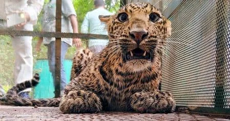 Hindistanda leopard qorxusu 10 gündə 4 qurban