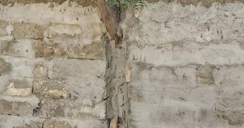 Nizami rayonunda “yaşıl vəhşilik” Foto