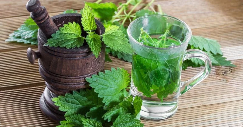 Əzələ ağrıları, revmatizm və dəri xəstəliklərinə son qoyan Möcuzəvi BİTKİ