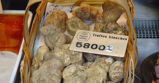Qızıl qiymətinə olan dombalan göbələyinin faydaları. Bizdə də yetişir!