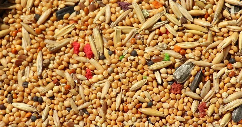 Böyrəklərin müalicəsi üçün DARI